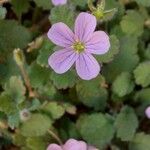 Erodium corsicum Çiçek