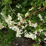 Fallopia baldschuanica Flower