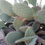 Opuntia littoralis List