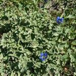 Gentiana calycosa Blad