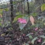 Euonymus atropurpureus Frucht