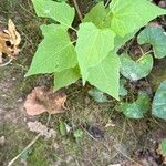 Mikania scandens Fuelha