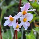 Begonia octopetala