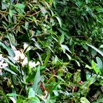 Hedychium coronarium Habitat