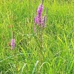 Lythrum virgatumFlors