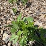 Pimpinella anisum Hoja