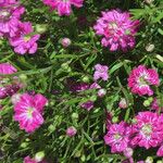 Gypsophila muralis Likasa
