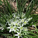 Ornithogalum lanceolatum Flor