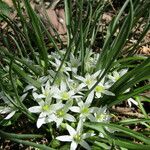 Ornithogalum lanceolatum Цветок