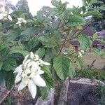 Mussaenda philippica Flor