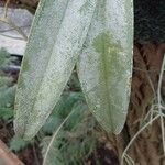 Epidendrum ciliare Leaf