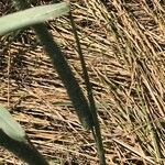 Phleum pratense Λουλούδι