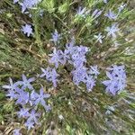 Gilia achilleifolia Flor