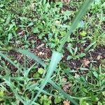 Tragopogon porrifolius ഇല