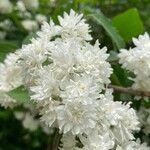 Deutzia gracilisBlüte