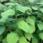 Salvia tiliifolia Leaf