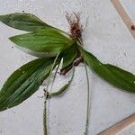 Plantago australis Deilen