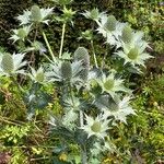 Eryngium giganteum (Sonstiges)
