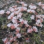 Sedum anglicum Costuma