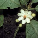 Mayna odorata Flower