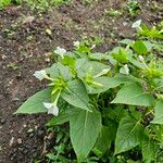 Mirabilis longiflora Blad