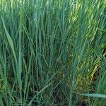 Elymus pungens Leaf