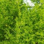 Artemisia annua Leaf