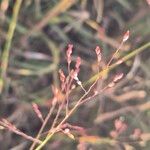 Panicum coloratum