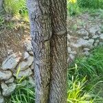 Sorbus domestica Casca