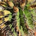 Ferocactus herrerae Corteccia