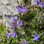 Campanula garganica Квітка