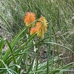 Kniphofia uvaria Květ