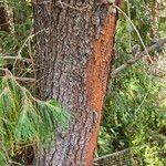 Pinus patula Bark
