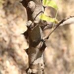 Zanthoxylum chalybeum बार्क (छाल)