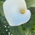 Zantedeschia aethiopica Blüte