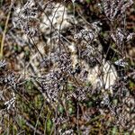 Petrosedum sediformeΣυνήθη χαρακτηριστικά