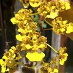 Trichocentrum cebolleta Цветок