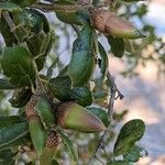 Quercus agrifolia Fruit