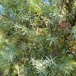 Juniperus communis Blad