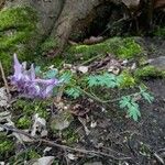 Corydalis solida Habitat