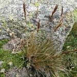 Carex myosuroides Casca
