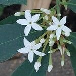 Acokanthera oblongifolia Flor