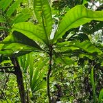 Clavija costaricana Leaf