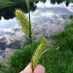 Carex vesicaria Плід