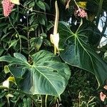 Anthurium faustomirandae Blüte