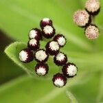 Psiadia anchusifolia Flower