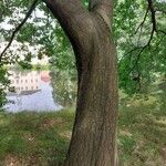 Quercus castaneifolia Bark