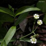 Moehringia macrophylla Flor