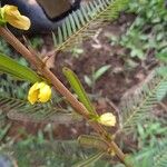 Chamaecrista nictitans 花