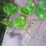 Smilax glauca Агульны выгляд